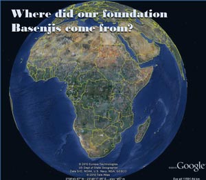 Where did Basenjis come from?