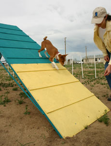 Basenji Pup Learns A-Frame  - Photo: K. McNeill