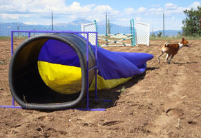 Basenji exits Chute  - Photo: K. McNeill
