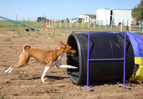 Basenji enters Chute  - Photo: K. McNeill