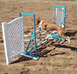 Basenji with Double Jump  - Photo: K. McNeill