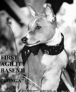 Bonga was first agility Basenji
