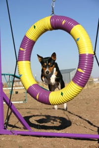 Basenji in Tire Jump  - Photo: K. McNeill