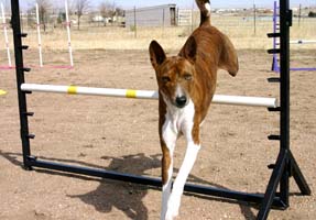 Basenji with Bar Jump