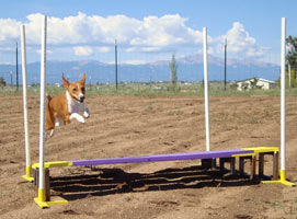 Basenji with Panel Jump  - Photo: K. McNeill