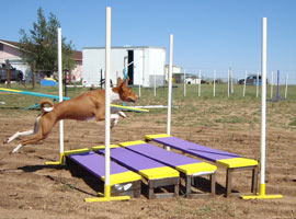 Basenji with Panel Jump  - Photo: K. McNeill