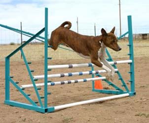 Basenji wht Triple Jump  - Photo: K. McNeill