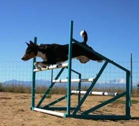 Basenji with Triple Jump