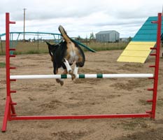 Basenji Agility