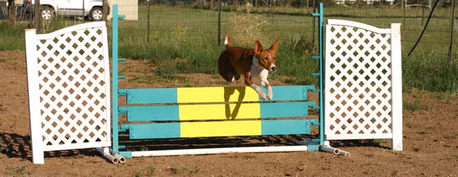 Basenji at Panel Jump - Photo: K. McNeill