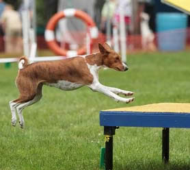 Basenji jumps on Table - Photo: S. Kamen-Marsicano