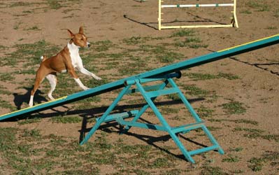 Adult Basenji on Teeter  - Photo: K. McNeill