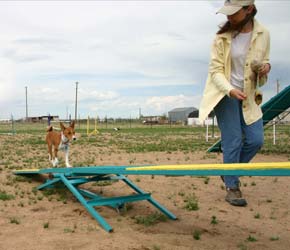 Pup Learns Teeter  - Photo: K. McNeill