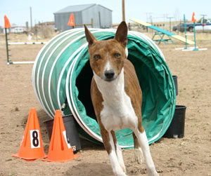 Basenji with Tunnel  - Photo: K. McNeill