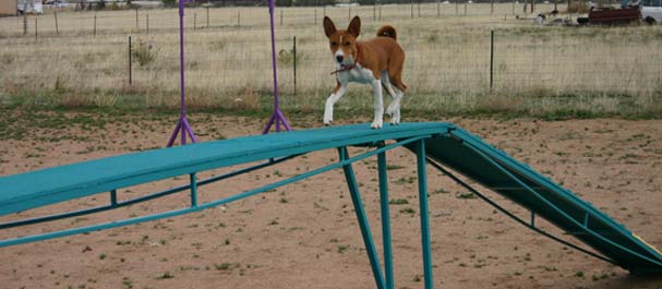 Basenji Pup Learns Dog Walk  - Photo: K. McNeill