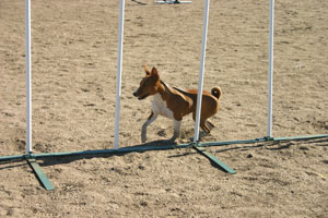 Basenji at Weaves  - Photo: K. McNeill