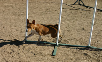 Basenji exits Weaves  - Photo: K. McNeill