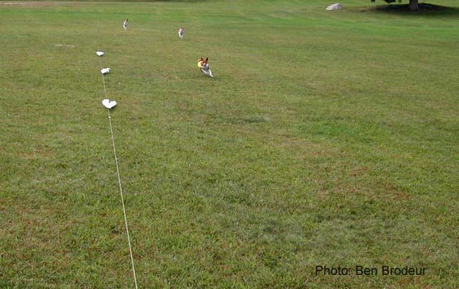 Basenji on the field