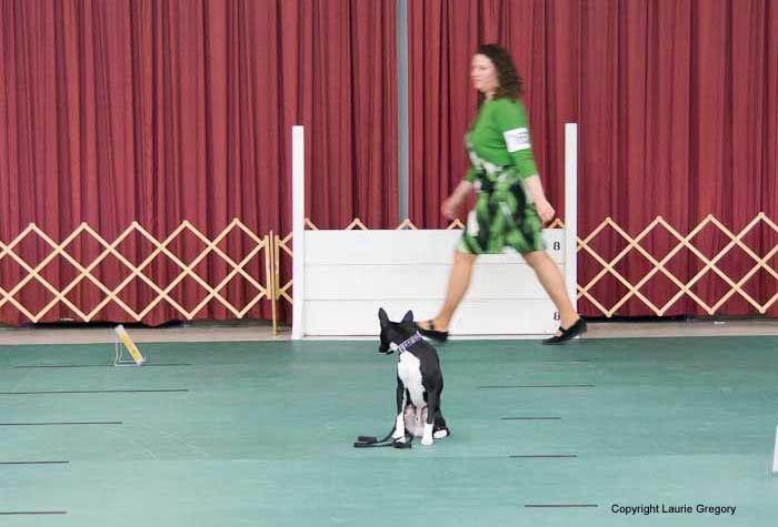 Beginner Novice Sit Stay - Photo: L. Gregory