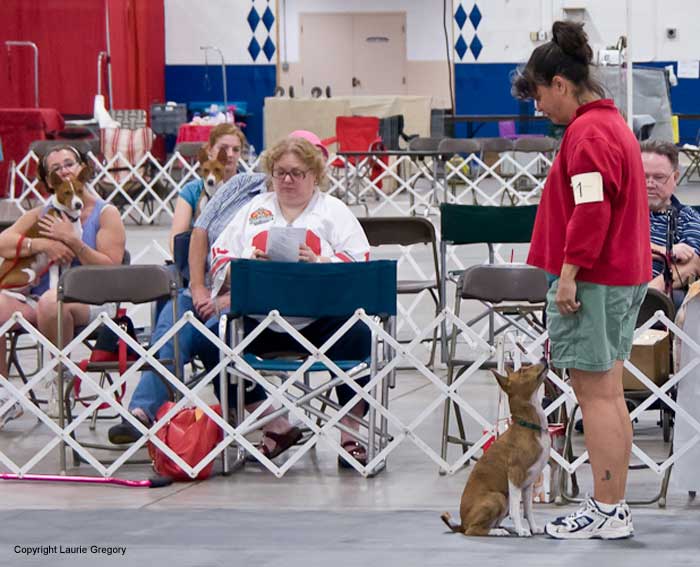 Novice Recall - Photo: L. Gregory
