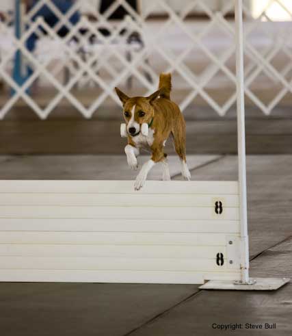 Retrieve Over High Jump - Photo S. Bull