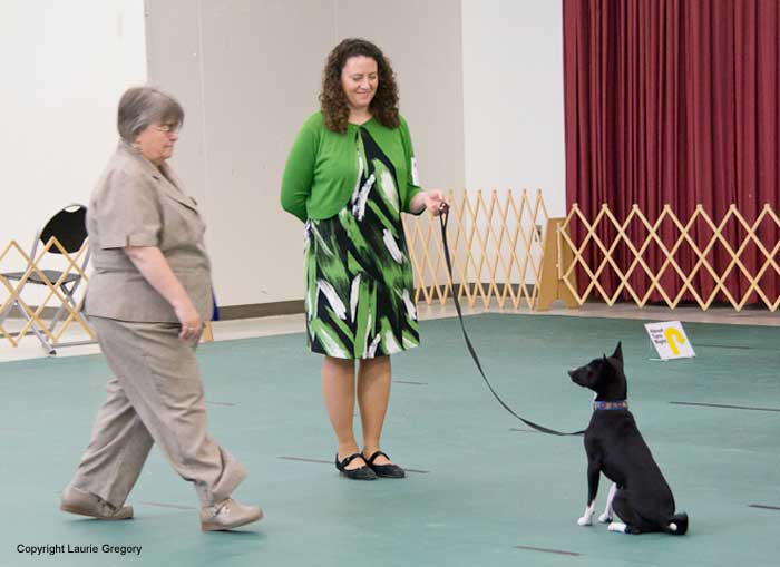 Beginner Novice Sit for Exam - Photo: L. Gregory