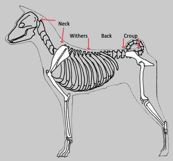 short coupled dog