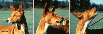 Basenji Yodel
