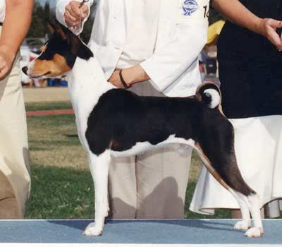 Short Back Basenji