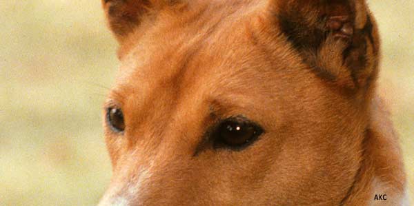 Basenji Eye Color