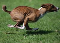 The rear legs coiled