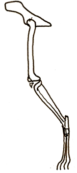 Skeletal reprsenation of rear leg