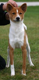 Avongara Akua photo