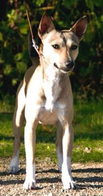 Ntomba Mobengi photo