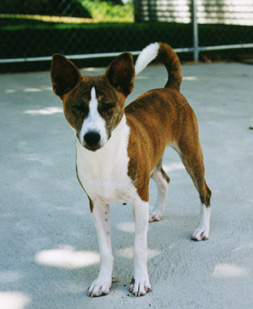 Front view of Indra.