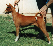 Abu at 8 1/2 years old.