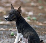 Avongara Bazingbi in Africa