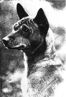 Photo of Bereke from June 1937 AKC Gazette.