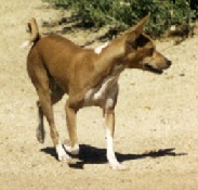 Bikoro trotting.
