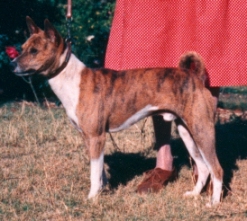 Binza side view. Photo courtesy Michael Hughes-Halls.