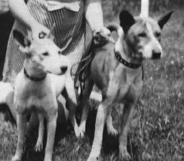 Congo and Phemister's Bois.