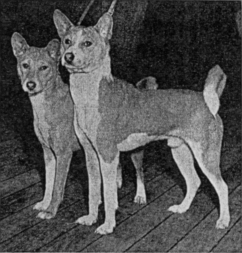 Bois (front) and Wallop. From Westminster Kennel Club archives, published courtesy Westminster.