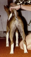 Bote rear view.
