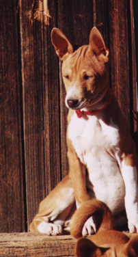 Front profile of Buddy.