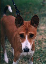 View of Caira's head.