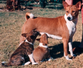 Carmen with her puppies. Photo courtesy Michael Hughes-Halls.