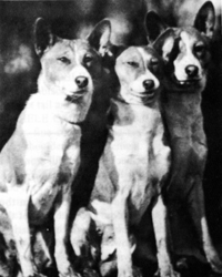 Bokoto's puppies at Crufts.