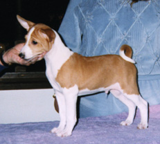 Trampus as a pup.