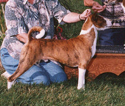 Dasher at almost 9 years old.