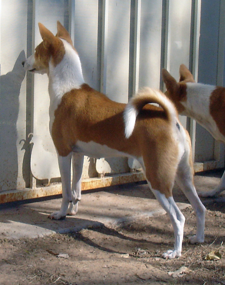 Avongara Destiny of Brushy Run